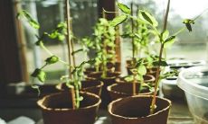 家里适合养小盼菩提吗 怎么养护