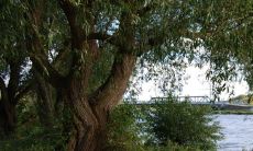 顶层露台适合栽什么树 好养活的屋顶花园吉祥植物