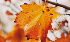 梧桐树栽在大门外好吗 会不会影响财运