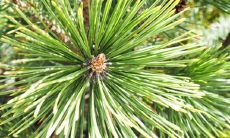 门前种单棵罗汉松好吗 种一棵还是2棵