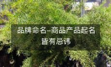 品牌命名-商品产品起名皆有忌讳