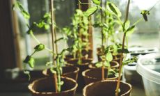 鸭掌木可以放在一进门的地方吗 风水寓意招财吗