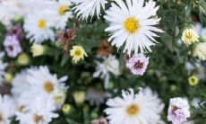 为什么门前不能种花 风水寓意不吉利吗