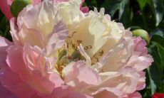 家里为何不能挂牡丹画 风水寓意不吉利吗