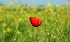 理性有原则不喜欢说大话的星座