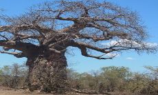 门前栽皂角树的风水寓意是好是坏