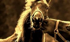 进门见马好不好 有哪些风水寓意讲究