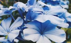 卧室放什么花最好健康风水好