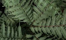 客厅放什么植物旺财 最旺宅的绿植推荐