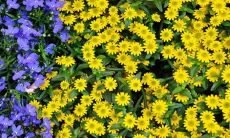 最旺宅的植物排名推荐