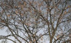 院子前面可以栽石榴树吗 有哪些风水禁忌