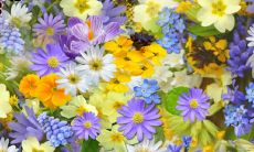 家里养几盆花不吉利