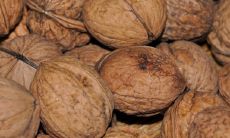 核桃树种在院子里好吗 在风水里的寓意吉利吗