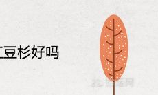 房前屋后栽红豆杉好吗 风水吉利吗