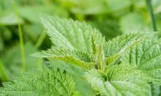 万年青摆放在客厅什么位置好运旺财