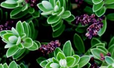 一进门摆什么盆栽最好 最旺宅的植物