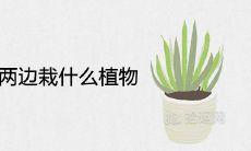 庭院大门口两边栽什么植物好 进门两侧种什么