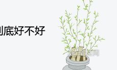 家中种竹子到底好不好 风水寓意吉利吗