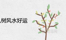 客厅种什么树风水好又旺财旺运