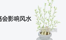 家里的植物太高会影响风水吗 养什么绿植最好