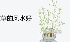 大门两旁种艾草的风水好不好 有哪些寓意作用