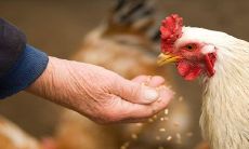 属鸡的三大忌配生肖 远离小人属相