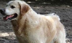 为什么千万不要娶属狗女人 生肖狗的正桃花