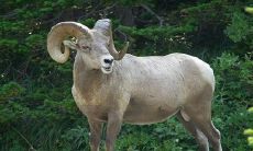 家里有属羊的为什么不能有虎 属相相克吗