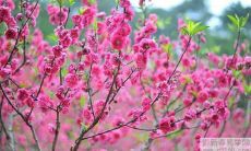 如何催旺桃花运?几种提升桃花的方法