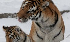 96鼠女和98虎男相配吗 二人婚姻幸福