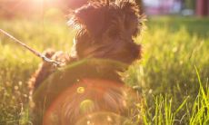 我属羊老婆属狗的婚姻运势怎么样