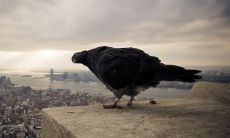 鸡猴泪长流为什么 鸡猴不到头的破解方法