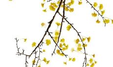 2022年10月8日寒露是装修吉日吗