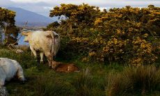 女属牛配什么生肖老公最好 正缘属相是谁