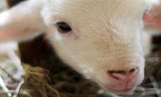 属羊的和什么属相最配 一生最大克星是谁