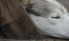 94属狗女会嫁给哪种男人 最佳婚配对象是谁