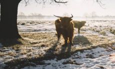 猪跟牛婚姻相配吗 婚后幸福吗