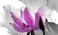 男方当上门女婿女方要给彩礼 以表心意和重视