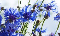 哪些星座男会取一个长相漂亮的妻子