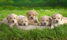 窦红萍姓名评分80分