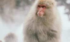 92男猴配94女狗合不合 婚姻生活幸福吗