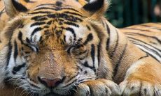 虎猴夫妻真的会克死吗 婚配化解方式