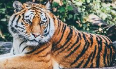 男虎98女虎98能结婚吗 二人婚姻运势