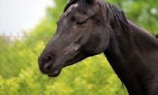 马和鸡在一起财运好吗 二人婚配如何