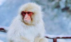 怎样解除属虎属猴相克 二人可以结婚吗