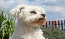 94年狗和94年狗是上等婚吗 婚后生活幸福吗