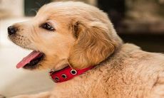 1994年的狗男什么时候动婚 28岁有望成婚