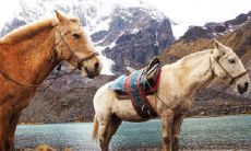 属马和属虎的婚姻相配吗 做夫妻合婚吗