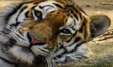 为什么虎猴一家不贵必富 二者婚配幸福吗