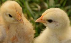 属鸡的三大忌配生肖 不宜结婚的属相